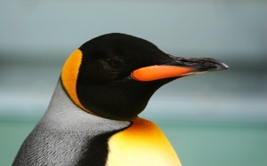 Tučňák císařský